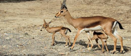 المغرب يعيد توطين غزال الأطلس وأنواع أخرى مهددة المغرب يعيد توطين غزال الأطلس وأنواع أخرى مهددة