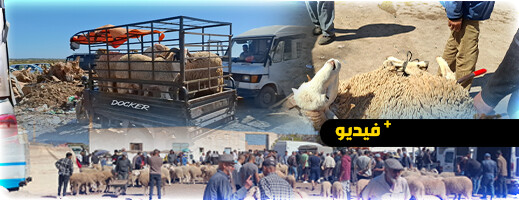 إقبال ضعيف وأسعار مرتفعة.. سوق الماشية بقرية أركمان تحت المجهر إقبال ضعيف وأسعار مرتفعة.. سوق الماشية بقرية أركمان تحت المجهر