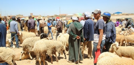 رسمياً.. توجيهات بمنع بيع الأضاحي بإقليمي الناظور والدريوش خلال عيد الأضحى