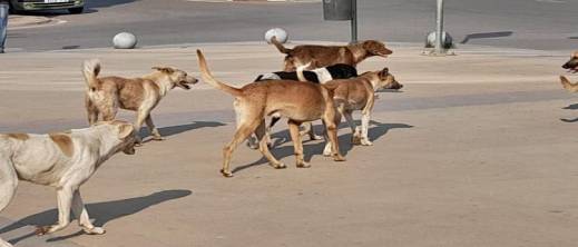 مرة أخرى.. القضاء يلزم جماعة بتعويض كبير لمواطن ضحية هجوم كلب ضال مرة أخرى.. القضاء يلزم جماعة بتعويض كبير لمواطن ضحية هجوم كلب ضال