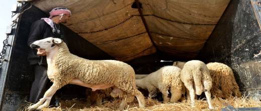 أسواق الأكباش بالناظور والدريوش تشهد ركودا نسبيا وسط عزوف جماعي عن الأضحية أسواق الأكباش بالناظور والدريوش تشهد ركودا نسبيا وسط عزوف جماعي عن الأضحية