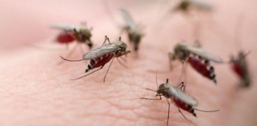 الناموس يشل راحة الناظوريين.. ومطالب للجماعة والسلطات المحلية بالتدخل الناموس يشل راحة الناظوريين.. ومطالب للجماعة والسلطات المحلية بالتدخل