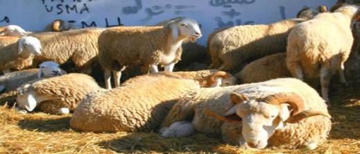 رغم قرار المنع.. محاولة سرية لذبح الأضاحي في مرآب بالدار البيضاء تنتهي بمداهمة رغم قرار المنع.. محاولة سرية لذبح الأضاحي في مرآب بالدار البيضاء تنتهي بمداهمة