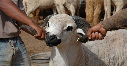 خروف يتسبب في سحب رخصة الثقة من سائق طاكسي خروف يتسبب في سحب رخصة الثقة من سائق طاكسي