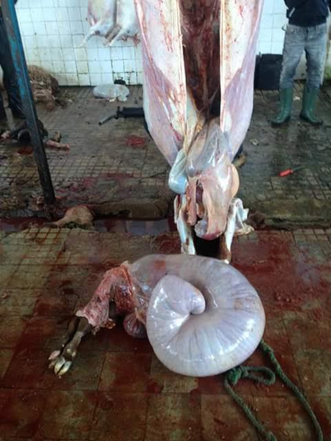 صورة .. سلخ بقرة حامل بمجزرة العروي يثير سخط المواطنين بالمنطقة صورة .. سلخ بقرة حامل بمجزرة العروي يثير سخط المواطنين بالمنطقة
