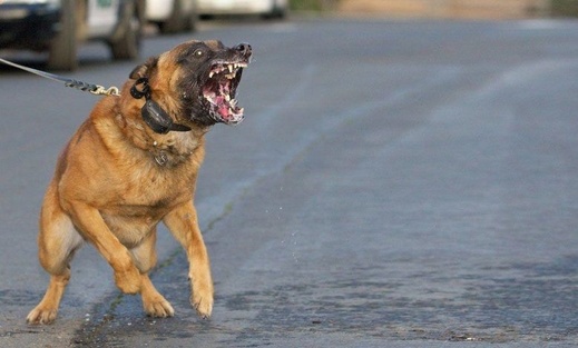 مليلية تسجّل حالة جديدة من داء الكلب.. والجرو يُرجّح دخوله عبر بني أنصار