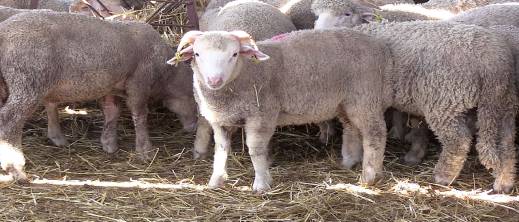 المغرب يقتني 113 ألف رأس غنم أوروبي ويرفض الذبح بنسبة 70% المغرب يقتني 113 ألف رأس غنم أوروبي ويرفض الذبح بنسبة 70%