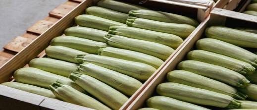 فلاحو إسبانيا ينتفضون ضد غزو الكوسة المغربية وانهيار الأسعار فلاحو إسبانيا ينتفضون ضد غزو الكوسة المغربية وانهيار الأسعار