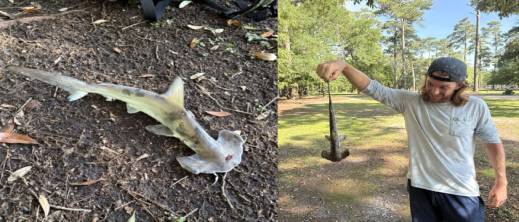 صدمة في ملعب غولف بأمريكا.. سمكة قرش تسقط من السماء صدمة في ملعب غولف بأمريكا.. سمكة قرش تسقط من السماء