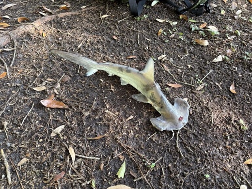 صدمة في ملعب غولف بأمريكا.. سمكة قرش تسقط من السماء صدمة في ملعب غولف بأمريكا.. سمكة قرش تسقط من السماء