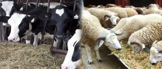 المغرب يستورد أكثر من 300 ألف رأس ماشية في النصف الأول من 2025 المغرب يستورد أكثر من 300 ألف رأس ماشية في النصف الأول من 2025