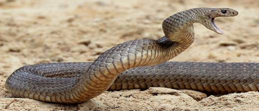 إقليم مغربي يسجل 89 لسعة عقرب و3 لدغات أفعى في 10 أيام إقليم مغربي يسجل 89 لسعة عقرب و3 لدغات أفعى في 10 أيام