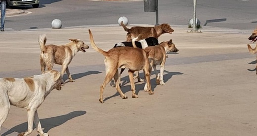 تفشي الكلاب الضالة في الناظور: مخطط وطني لمواجهة الخطر الصحي المتزايد تفشي الكلاب الضالة في الناظور: مخطط وطني لمواجهة الخطر الصحي المتزايد