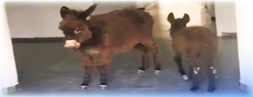 حماران داخل مركز صحي يشعلان مواقع التواصل ومندوبية الصحة تخرج عن صمتها حماران داخل مركز صحي يشعلان مواقع التواصل ومندوبية الصحة تخرج عن صمتها