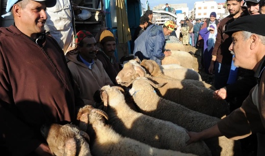 إعادة تكوين القطيع.. الداخلية تحشد المسؤولين لتأطير الدعم وضبط قاعدة البيانات إعادة تكوين القطيع.. الداخلية تحشد المسؤولين لتأطير الدعم وضبط قاعدة البيانات
