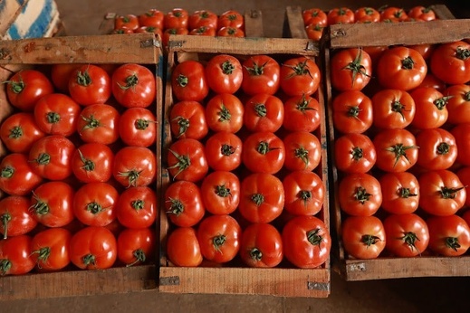 ارتفاع صادرات الطماطم المغربية يُقلق المنتجين الإسبان ارتفاع صادرات الطماطم المغربية يُقلق المنتجين الإسبان