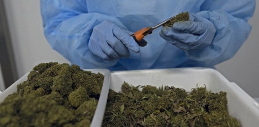 القنب الهندي المغربي يغزو الأسواق الإفريقية والدولية.. انطلاقة واعدة من كتامة نحو العالمية القنب الهندي المغربي يغزو الأسواق الإفريقية والدولية.. انطلاقة واعدة من كتامة نحو العالمية