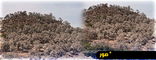 غابات الناظور تحتضر بصمت.. من يحمي ما تبقى من الغطاء الأخضر من الكارثة البيئية؟ غابات الناظور تحتضر بصمت.. من يحمي ما تبقى من الغطاء الأخضر من الكارثة البيئية؟