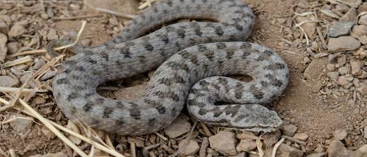 أفعى تلدغ شابا بالحسيمة.. حالته خطيرة ونقل على عجل إلى فاس أفعى تلدغ شابا بالحسيمة.. حالته خطيرة ونقل على عجل إلى فاس