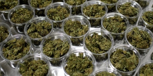 شركة هولندية بارزة في قطاع القنب الهندي تتشبث باستيراد الحشيش المغربي شركة هولندية بارزة في قطاع القنب الهندي تتشبث باستيراد الحشيش المغربي