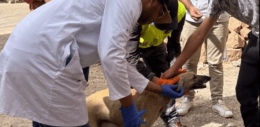 جماعة ترابية تحدث القطيعة مع قتل الكلاب الضالة وتطلق أول حملة بيطرية إنسانية بالمغرب جماعة ترابية تحدث القطيعة مع قتل الكلاب الضالة وتطلق أول حملة بيطرية إنسانية بالمغرب