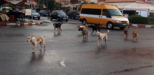 خدش بسيط في المغرب ينهي حياة بريطانية بعد إصابتها بداء الكلب خدش بسيط في المغرب ينهي حياة بريطانية بعد إصابتها بداء الكلب