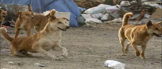 بعد وفاة بريطانية بداء الكلب في المغرب.. هل أصبحت الكلاب الضالة تهدد سلامة المواطنين؟ بعد وفاة بريطانية بداء الكلب في المغرب.. هل أصبحت الكلاب الضالة تهدد سلامة المواطنين؟