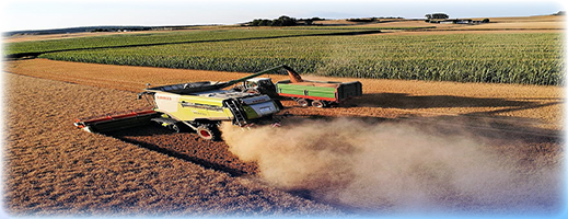 أمطار الربيع تُنعش الموسم الفلاحي بالريف والشمال وتبشر بمحاصيل قياسية أمطار الربيع تُنعش الموسم الفلاحي بالريف والشمال وتبشر بمحاصيل قياسية