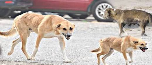 كان مفقودا منذ خمسة أيام.. نهاية مأساوية لخمسيني وسط كلاب ضالة كان مفقودا منذ خمسة أيام.. نهاية مأساوية لخمسيني وسط كلاب ضالة
