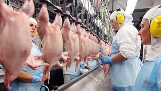 المغرب يرفع القيود على استيراد لحوم الدواجن البرازيلية المغرب يرفع القيود على استيراد لحوم الدواجن البرازيلية