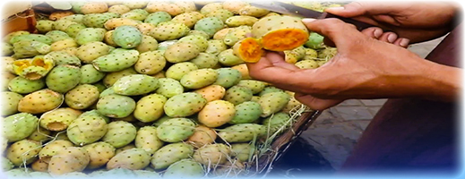 من فاكهة الفقراء إلى فاكهة الأثرياء.. من فاكهة الفقراء إلى فاكهة الأثرياء..