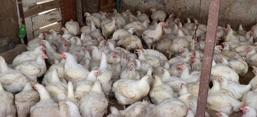 موجة الحر تخفض أسعار الدجاج في أسواق المملكة موجة الحر تخفض أسعار الدجاج في أسواق المملكة