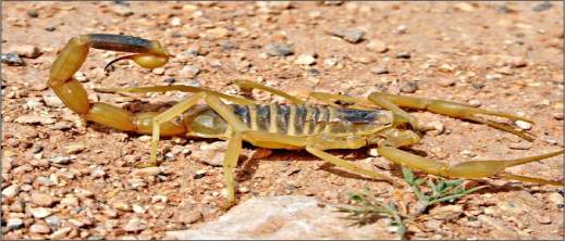 طفل يفارق الحياة بلدغة عقرب داخل منزله طفل يفارق الحياة بلدغة عقرب داخل منزله