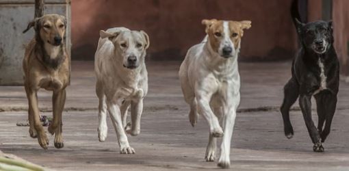وفاة سائحة سويسرية بعد خدش من كلب ضال وتعيد الجدل حول خطر الحيوانات السائبة بالمغرب وفاة سائحة سويسرية بعد خدش من كلب ضال وتعيد الجدل حول خطر الحيوانات السائبة بالمغرب