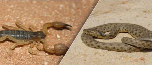 خطر العقارب والأفاعي: 20 نوعا ساما من العقارب و8 أنواع من الأفاعي تنتشر في هذه المناطق المغربية خطر العقارب والأفاعي: 20 نوعا ساما من العقارب و8 أنواع من الأفاعي تنتشر في هذه المناطق المغربية