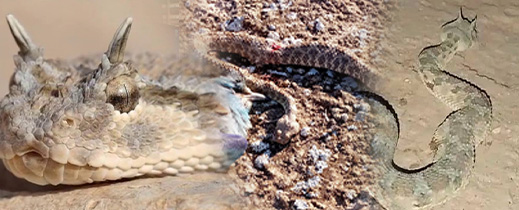 ظهور أفعى “ذات القرنين” يثير الرعب ضواحي الناظور ظهور أفعى “ذات القرنين” يثير الرعب ضواحي الناظور