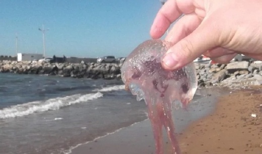 قناديل البحر تغزو شواطئ الناظور والدريوش: المصطافون بين الحذر والانتظار قناديل البحر تغزو شواطئ الناظور والدريوش: المصطافون بين الحذر والانتظار