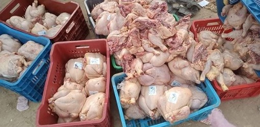 ضبط أطنان من الدجاج الفاسد كانت موجهة لموائد المواطنين ضبط أطنان من الدجاج الفاسد كانت موجهة لموائد المواطنين