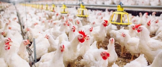 أسعار الدجاج تسجل ارتفاعا ملحوظا مع دخول موسم الاحتفالات أسعار الدجاج تسجل ارتفاعا ملحوظا مع دخول موسم الاحتفالات