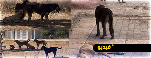 كلاب ضالة تغزو شوارع الناظور وتثير القلق في صفوف السكان كلاب ضالة تغزو شوارع الناظور وتثير القلق في صفوف السكان