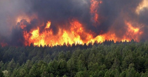 حرائق محتملة تهدد غابات الناظور والدريوش.. وكالة المياه والغابات تحذر حرائق محتملة تهدد غابات الناظور والدريوش.. وكالة المياه والغابات تحذر