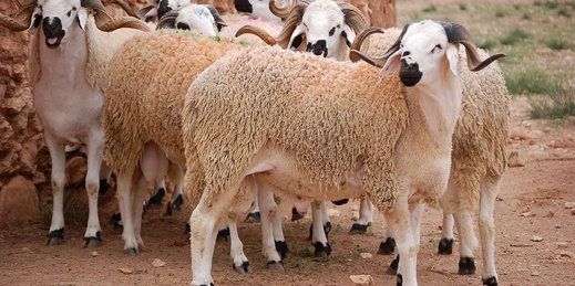 اتهامات برلمانية لجمعية "مربي الأغنام" بتضخيم أعداد القطيع الوطني للاستفادة من الدعم العمومي اتهامات برلمانية لجمعية "مربي الأغنام" بتضخيم أعداد القطيع الوطني للاستفادة من الدعم العمومي