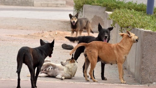 السلطات السويسرية تدعو مواطنيها إلى أخذ الحيطة من الكلاب الضالة في المغرب السلطات السويسرية تدعو مواطنيها إلى أخذ الحيطة من الكلاب الضالة في المغرب