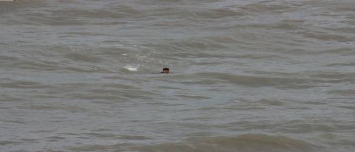 اختفاء شاب مغربي بعد محاولته السباحة نحو سبتة اختفاء شاب مغربي بعد محاولته السباحة نحو سبتة