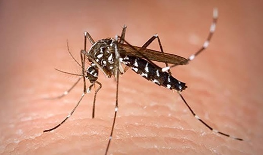 بعوض النمر ينتشر في مليلية ومخاوف من تسلله إلى الناظور بعوض النمر ينتشر في مليلية ومخاوف من تسلله إلى الناظور