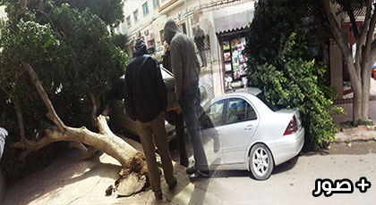 الرياح القوية تؤدي إلى سقوط شجرة وسط الناظور والمواطنون متخوفون من حوادث مماثلة الرياح القوية تؤدي إلى سقوط شجرة وسط الناظور والمواطنون متخوفون من حوادث مماثلة