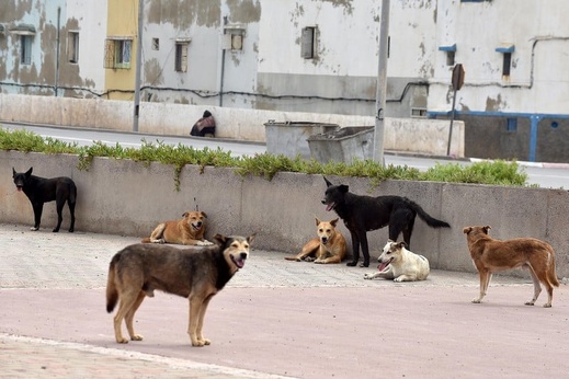 حبس وغرامات ثقيلة تنتظر من يطعم الحيوانات الضالة أو يقتلها.. حكومة أخنوش تُحيل قانونًا مثيرًا على البرلمان حبس وغرامات ثقيلة تنتظر من يطعم الحيوانات الضالة أو يقتلها.. حكومة أخنوش تُحيل قانونًا مثيرًا على البرلمان