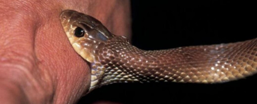 لدغة أفعى تُرسل شابًا إلى قسم الإنعاش بالحسيمة لدغة أفعى تُرسل شابًا إلى قسم الإنعاش بالحسيمة