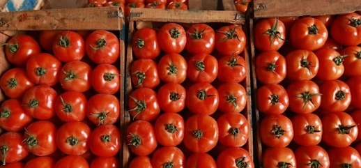 الطماطم المغربية تغزو السوق الإسبانية.. وألميريا في صدارة المستوردين الطماطم المغربية تغزو السوق الإسبانية.. وألميريا في صدارة المستوردين