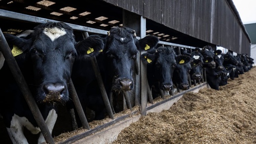 استيراد الأبقار بالمغرب يلامس سقف 150 ألف رأس والحكومة تتجه لإصدار قرار جديد استيراد الأبقار بالمغرب يلامس سقف 150 ألف رأس والحكومة تتجه لإصدار قرار جديد